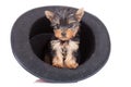 Yorkie in a hat Royalty Free Stock Photo