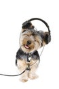 Yorkie headphones