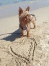 Yorkie heart beach sardegna love
