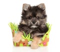 Yorkie-Pomeranian puppy sitting in basket