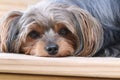 Sweet yorkie poo puppy laying on wooden porch Royalty Free Stock Photo