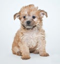 Yorkie Poo Puppy Royalty Free Stock Photo