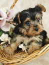 Yorkie Puppy