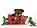 Yorkie Puppy Royalty Free Stock Photo