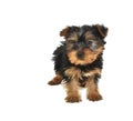 Yorkie Puppy Royalty Free Stock Photo