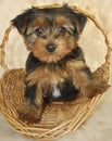 Yorkie Puppy