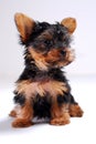 Yorkie Puppy Royalty Free Stock Photo