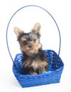 Yorkie puppy in a blue basket Royalty Free Stock Photo