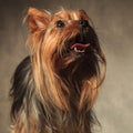 Yorkie puppy dog with long coat standing with mouth open Royalty Free Stock Photo