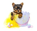 Yorkie Puppy in Easter Basket Royalty Free Stock Photo