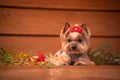 Yorkie sitting on a bench .Beautiful grooming. Little York.