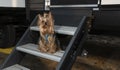 Yorkie sitting on a camping trailer`s steps