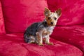 Yorkie Terrior Puppy Royalty Free Stock Photo