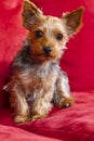 Yorkie Terrior Puppy Royalty Free Stock Photo