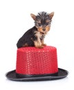 Yorkie toy on a hat Royalty Free Stock Photo