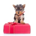 Yorkie toy standing on a gift Royalty Free Stock Photo