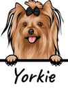 Yorkie dog isolated on a white background