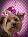 Yorkie Dog wearing flowered top hat Royalty Free Stock Photo