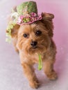 Yorkie Dog wearing flowered top hat Royalty Free Stock Photo