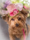 Yorkie wearing flowered top hat