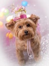 Yorkie Dog wearing her Easter Hat Royalty Free Stock Photo