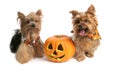 Yorkies At Halloween Royalty Free Stock Photo