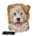 Yorkipoo Dog crosbred of Yorkie-Poo Yorkshire Terrier and poodle isolated. Digital art illustration of hand drawn cute home pet Royalty Free Stock Photo