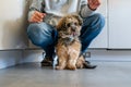 Yorkipoo dog with its owner Royalty Free Stock Photo