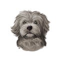 Yorkipoo Puppy crosbred of Yorkie-Poo Yorkshire Terrier and poodle isolated. Digital art illustration of hand drawn cute home pet Royalty Free Stock Photo