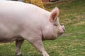 Middle White Sow.