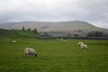 Yorkshire Dales National Park - Swaledale sheep grazing, UK Royalty Free Stock Photo