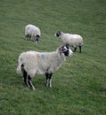 Swaledale sheep in The Yorkshire Dales, UK Royalty Free Stock Photo