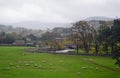 Swaledale sheep grazing in Wensleydale UK 