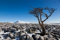 Knarled Hawthorn tree looking across to Ingleborough Royalty Free Stock Photo