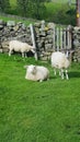 Yorkshire Dales Sheep blocking footpath at Arkengarthdale England Royalty Free Stock Photo