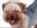 Yorkshire dog Royalty Free Stock Photo