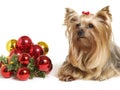 Yorkshire dog with christmas balls Royalty Free Stock Photo