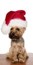 Yorkshire dog with christmas cap Royalty Free Stock Photo
