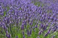 Lavender in bloom in the summer, UK