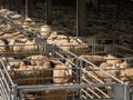 Yorkshire live stock sheep and cattle market