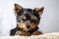 Yorkshire puppy posing in the studio Royalty Free Stock Photo