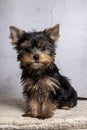 Yorkshire puppy posing in the studio Royalty Free Stock Photo