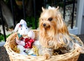 This Yorkshire Puppy posses in an Easter Basket for a Pet Portrait. Royalty Free Stock Photo