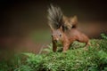 Crouching red squirrel Royalty Free Stock Photo