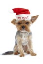 Yorkshire santa terrier on white