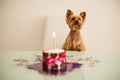 Yorkshire terirer looking at birthday cake in front Royalty Free Stock Photo