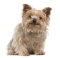 Yorkshire Terrier, 12 years old, sitting Royalty Free Stock Photo