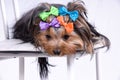 Yorkshire terrier