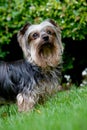 Yorkshire terrier Royalty Free Stock Photo