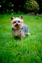 Yorkshire terrier Royalty Free Stock Photo